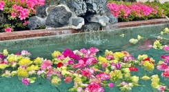 毎月26日はお風呂の日！５月は「カーネーションの湯」【富士眺望の湯ゆらり】