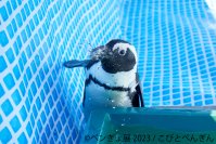 夏にぴったり“ペンギン×金魚”癒しの納涼アートが集結　「ペンぎょ展 2023」6/30(金)～開催！動画や限定グッズも登場