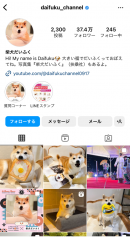 柴犬だいふく Instagram 柴犬だいふく Instagram