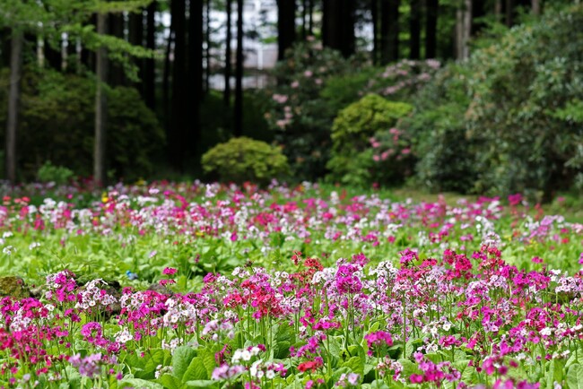 富士花鳥園（静岡県富士宮市）：今年もクリンソウが見頃を迎えました。