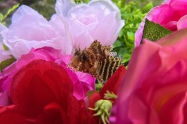 春バラのように美しいヒレが特徴の「シマヒメヤマノカミ」