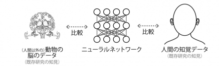 自然な音を聴き分ける人工ニューラルネットワークが
音の振幅の変化に対して人間のような反応を示すことを発見