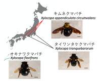 クマバチから補酵素NADの合成能を欠損する自力では生育できない乳酸菌を発見　
〜クマバチ属に共通のコア腸内細菌群を親子間で伝播・維持する生態が判明〜