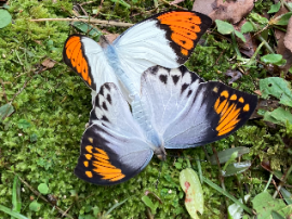 ツマベニチョウ ツマベニチョウ