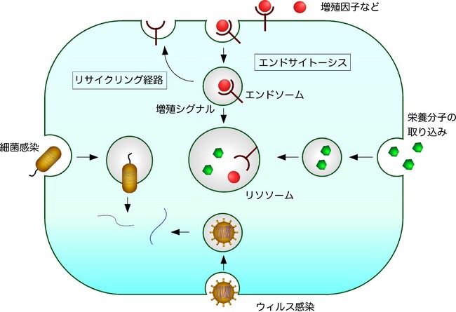 エンドサイトーシスの新しい細胞内輸送経路を発見