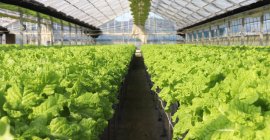 ハウス内の様子 ハウス内の様子