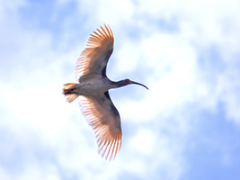 公益信託「サントリー世界愛鳥基金」2024年度助成先募集開始