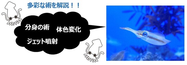 水族館&いきものを深堀り！発見がいっぱい！サンシャイン水族館いきものディスカバリー通信vol.20「隠れ身の術など多彩な技を持つ海の忍者 “イカ”」