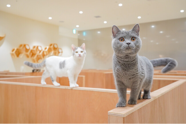 MOFF のネコカフェがハワイに初進出！『Cat Cafe MOFF インターナショナルマーケットプレイス店』OPEN！