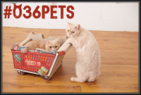 猫好き集まれー!！ お待たせしました！！ 大人気の爪とぎが再入荷します！