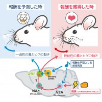 報酬が表情を変化させる神経メカニズムを解明