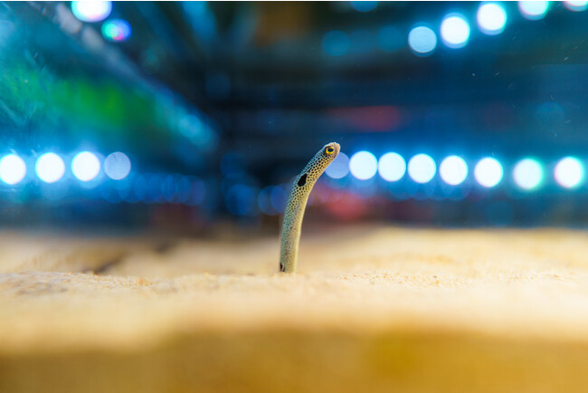 【自由研究にピッタリ！！】お魚さんの特別オンライン講座を開講します！