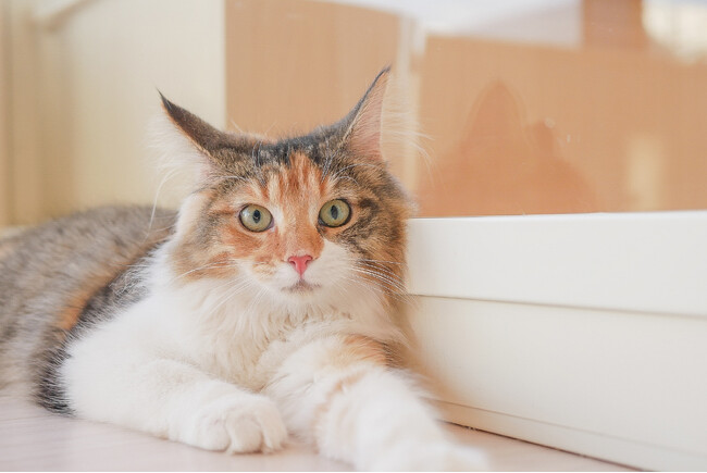夏休みは20頭以上のネコたちと癒しの時間を！愛知県一宮市にネコカフェ出店！『Cat Cafe MOFF イオンモール木曽川店』OPEN！