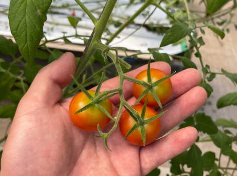 猛暑で野菜がもったいない！「おたすけOisix」サービス開始から1年で累計175トンをレスキュー　畑のフードロスを削減