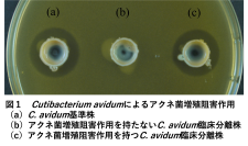 【東京薬科大学】皮膚常在菌から新規抗菌ペプチドAvidumicinを発見！--新規ニキビ治療薬のシーズとして期待--