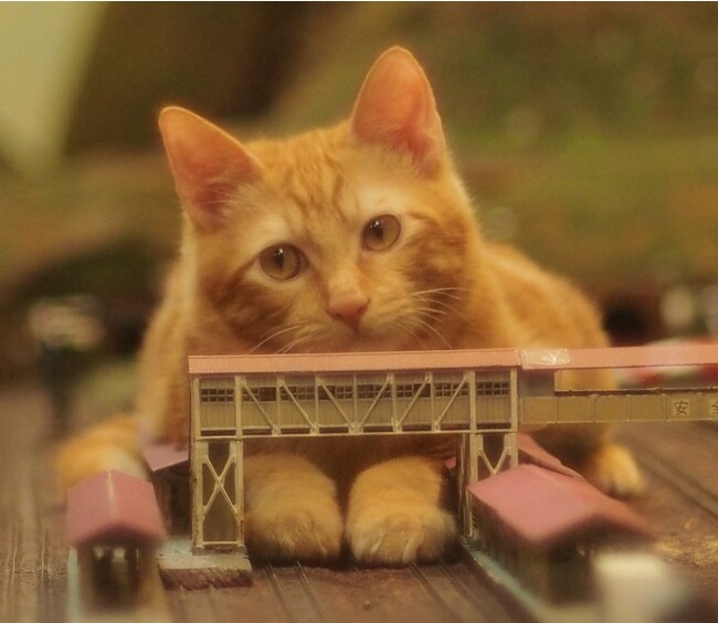 猫と一緒に夏の思い出をつくりませんか？伊勢ジオラマ食堂とTierの共同イベント『ねこの推しごと体験』を開催！