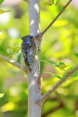 伊丹市昆虫館 学芸員 長嶋聖大氏・Gakken図鑑LIVE編集長 牧野が子ども達の疑問に答えます！　対話型WEBイベント「セミ会議」を８月19日（土）に開催！
