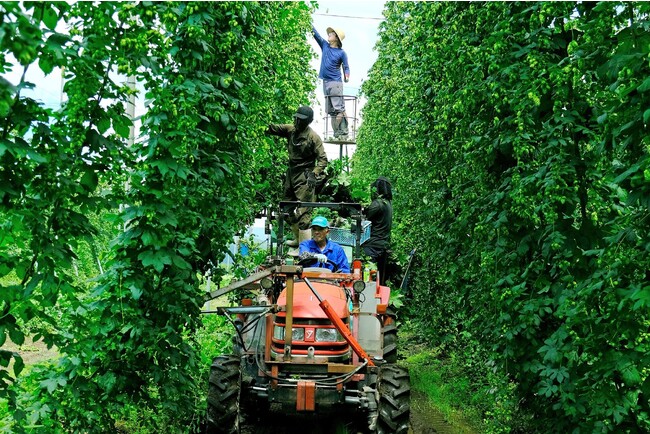 ホップの生産量日本一！　岩手県遠野では「遠野ホップ収穫祭２０２３」を８月１9日（土）～２０日（日）に開催　休暇村陸中宮古では、遠野産ホップを使用したクラフトビールを販売します