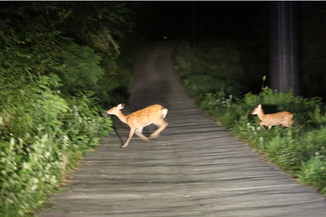 【群馬県片品村 尾瀬岩鞍リゾートホテル】標高1,460ｍの大自然の中で野生動物と出会う”ナイトサファリツアー”を企画