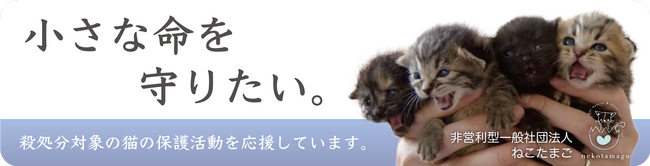 殺処分から猫を救う活動応援キャンペーン8月26日（土）より実施決定