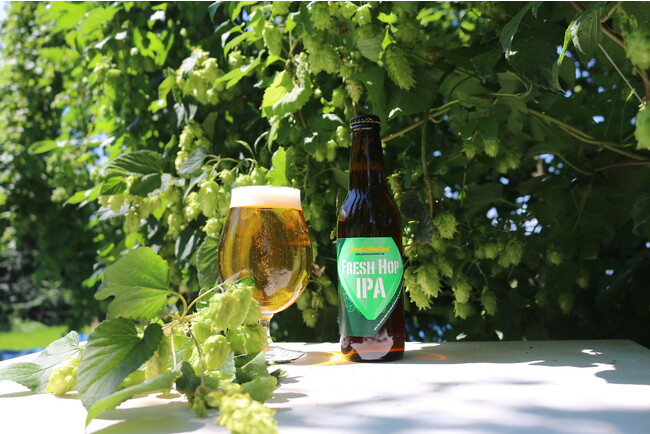 サンクトガーレン、とれたてホップ仕込みビール「フレッシュホップIPA」を2023年9月1日発売。85歳のホップ農家、浅川 定良さんの国産1号ホップかいこがね使用