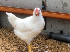 ローズチキン ローズチキン