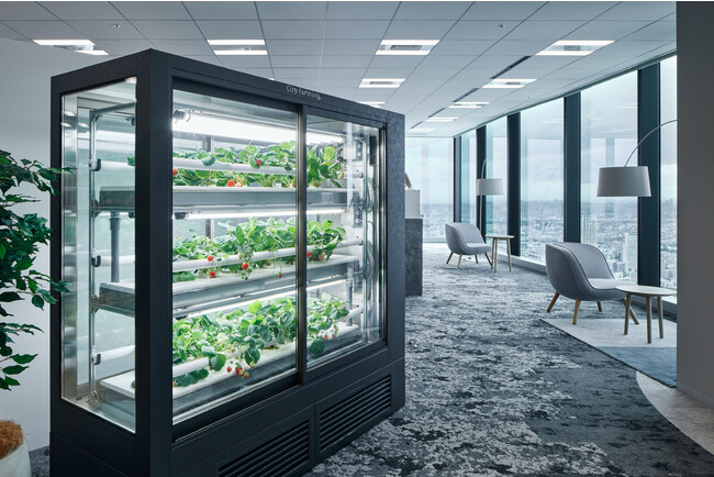 都心のオフィスでいちごを栽培 日販City Farming事業×オカムラ オフィス向け植物工場パッケージの開発をスタート