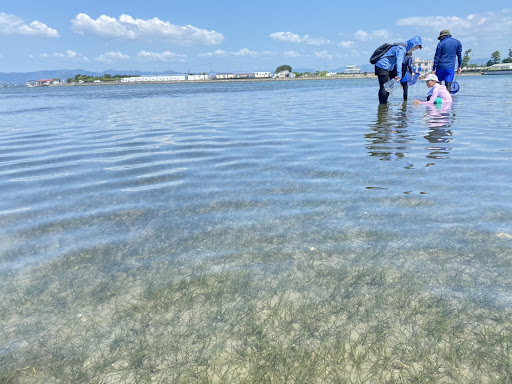 【エキサイティングな海の探検教室！】浜名湖周辺の小学生が親子で参加！急減するアマモを観察し、海の生き物を観察する探検教室第1回「浜名湖アマモ探検隊」を開催しました！