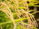 「氣舞(R)」の稲穂 「氣舞(R)」の稲穂