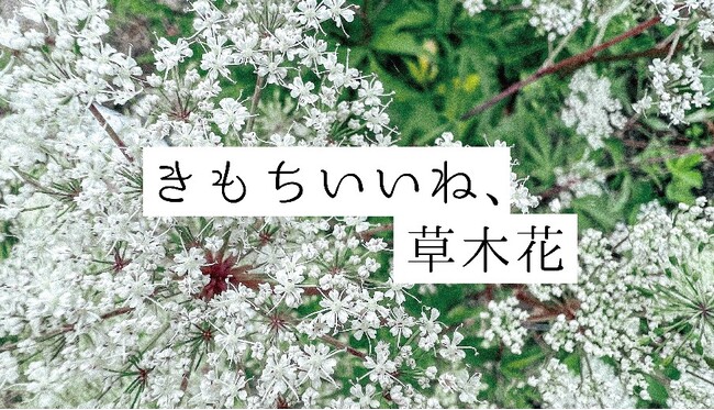 【奈良 蔦屋書店】植物の魅力を再発見するフェア『きもちいいね、草木花』開催