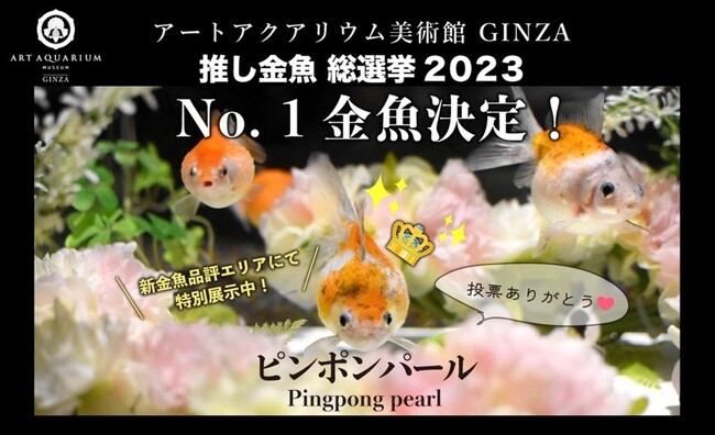 アートアクアリウム美術館の推し金魚総選挙No.1が決定！人気金魚の中から選ばれたのは、まん丸フォルムが愛おしい“ピンポンパール”
