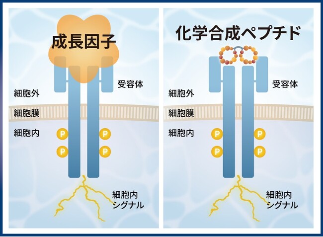 オリヅルセラピューティクスとペプチグロース 成長因子代替ペプチドの共同開発契約を締結