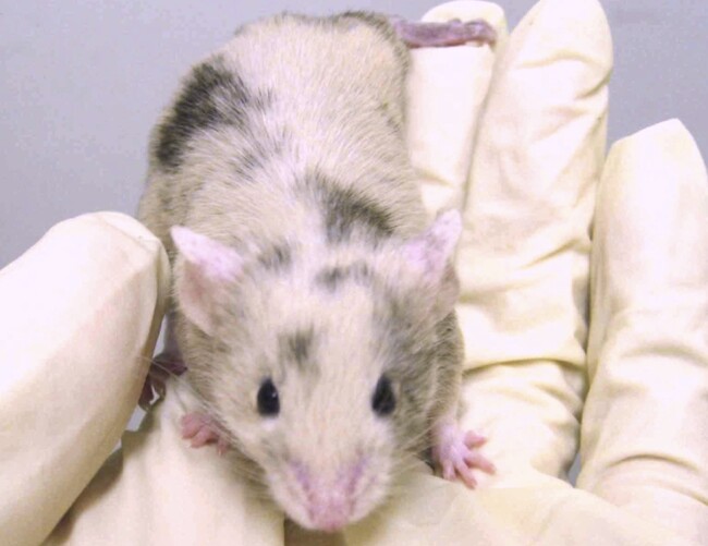 東京女子医大実験動物研究所が快挙。造血幹細胞活性を制御する新発見!　