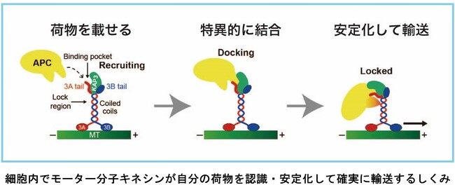 細胞内の運び屋が荷物を安定化して運ぶ仕組みを解明