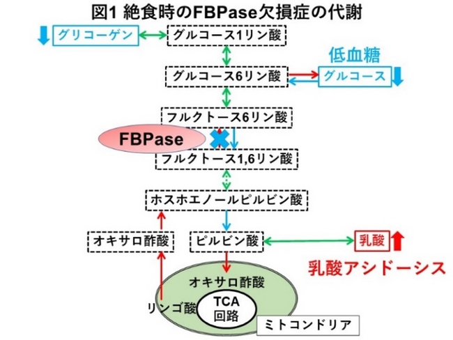 先天代謝異常症「FBPase欠損症」で遺伝子変異が引き起こす分子病態を解明 ～遺伝子変異の種類に応じた新たな治療方法の開発に期待～