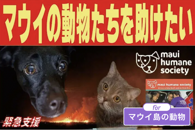 For Good、ハワイ・マウイ島山火事に対する緊急災害支援金募集のクラウドファンディングを開始