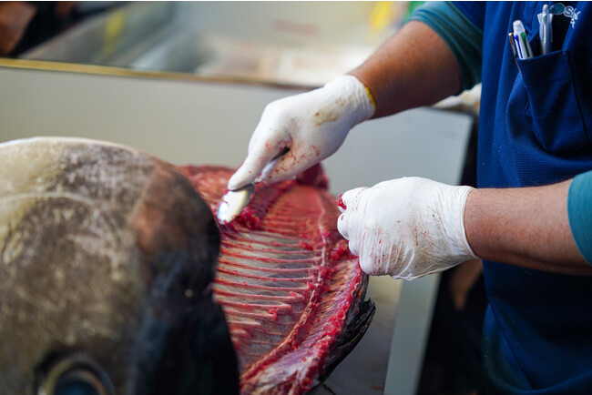 毎月恒例！浜松仲卸『SANKO海商』の「まぐろ即売会」は、本まぐろ解体ショーに青森県産ボイルホタテ詰め放題などイベント盛りだくさんで、2023年8月27日（日）8:00～12:00に開催！