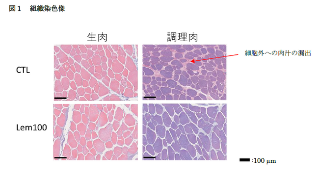 レモン果汁のマリネ調理が牛肉の肉質軟化と胃消化性に及ぼす影響を解明