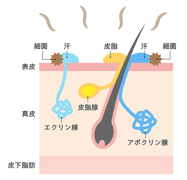 「かかりつけ衣」事業の特設WEBページ第5弾を開設！「汗をかくとかゆい！汗とかゆみの関係・原因と対策」