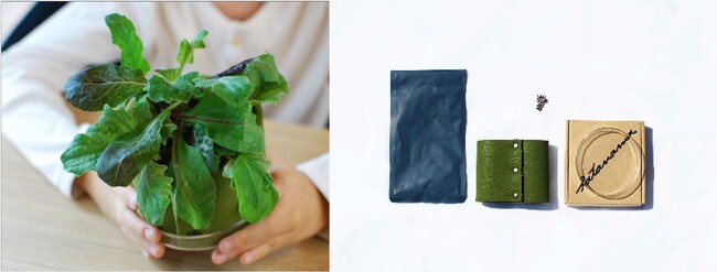 ユーグレナ社のサステナブルアグリテック領域から初の個人向け商品微細藻類ユーグレナ配合培養土の「やさしい栽培キット」を発売