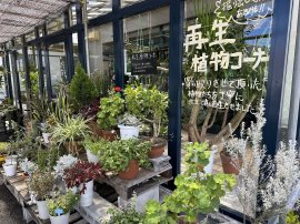 再生植物コーナー