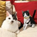 アートな猫のぬいぐるみ