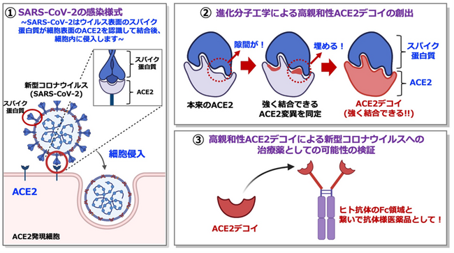 高親和性レセプターデコイのCOVID-19治療効果を非臨床レベルで確認
