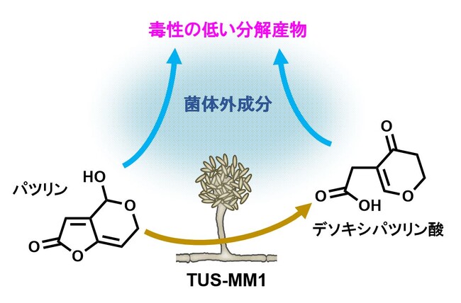 リンゴ病害を引き起こすカビ毒を分解する微生物を発見