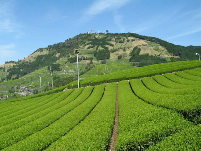 世界農業遺産「静岡の茶草場農法」認定10周年記念事業への参加者募集
