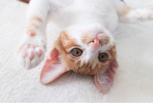 動物たちのあざとかわいい動画を大募集～！！Tierで「うちの子あざとかわいい選手権」を開催