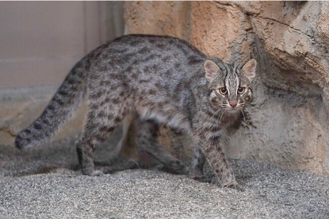 （公社）日本動物園水族館協会と共同でツシマヤマネコの保護に向けた遺伝子研究を開始