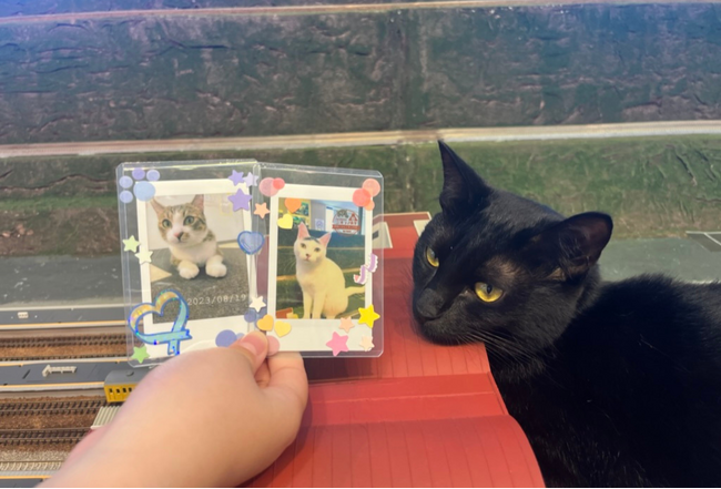 伊勢ジオラマ食堂とTierの共同イベント『ねこの推しごと体験』を開催いたしました