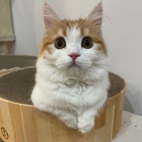 9月4日 20時から開催！楽天スーパーSALE対象商品猫のつめとぎ「バリバリボウル」のご紹介