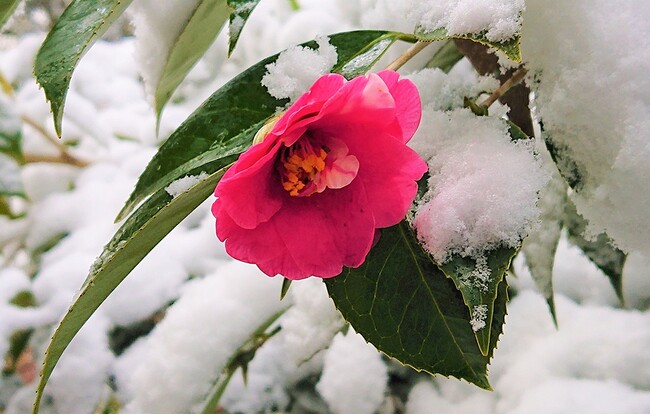 シミの深部へアプローチする独自成分を開発　幹細胞に働きかけ、真皮へのメラニンの蓄積を防ぐ「ユキツバキエキス」